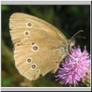 Aphantopus hyperantus - Schornsteinfeger 09.jpg